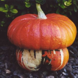 Cucurbita maxima Turkish Turban Big