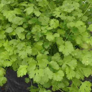 CORIANDRUM sativum for POT PRODUCTION